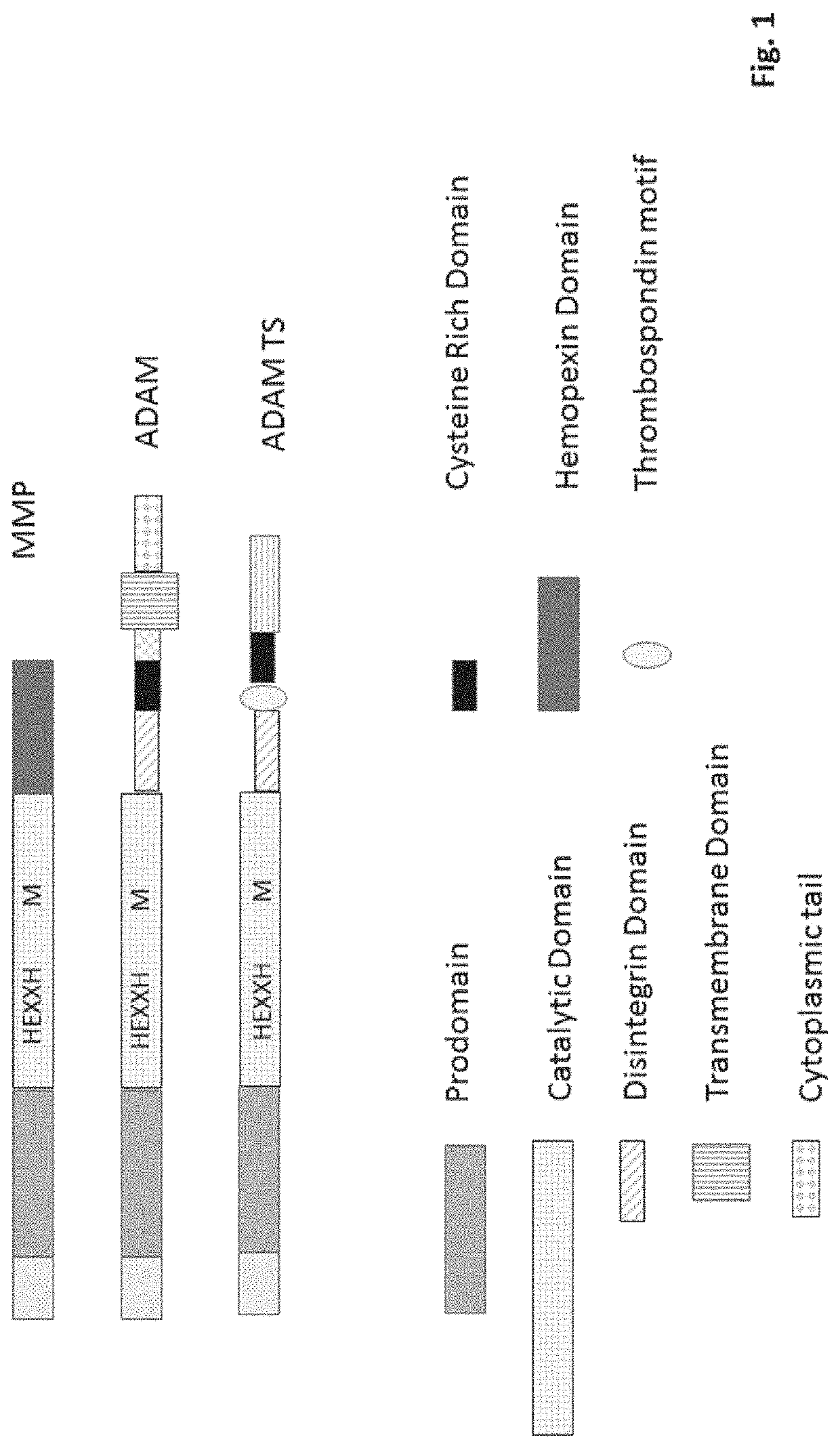 Methods and compositions for inhibiting adam8 biological activities