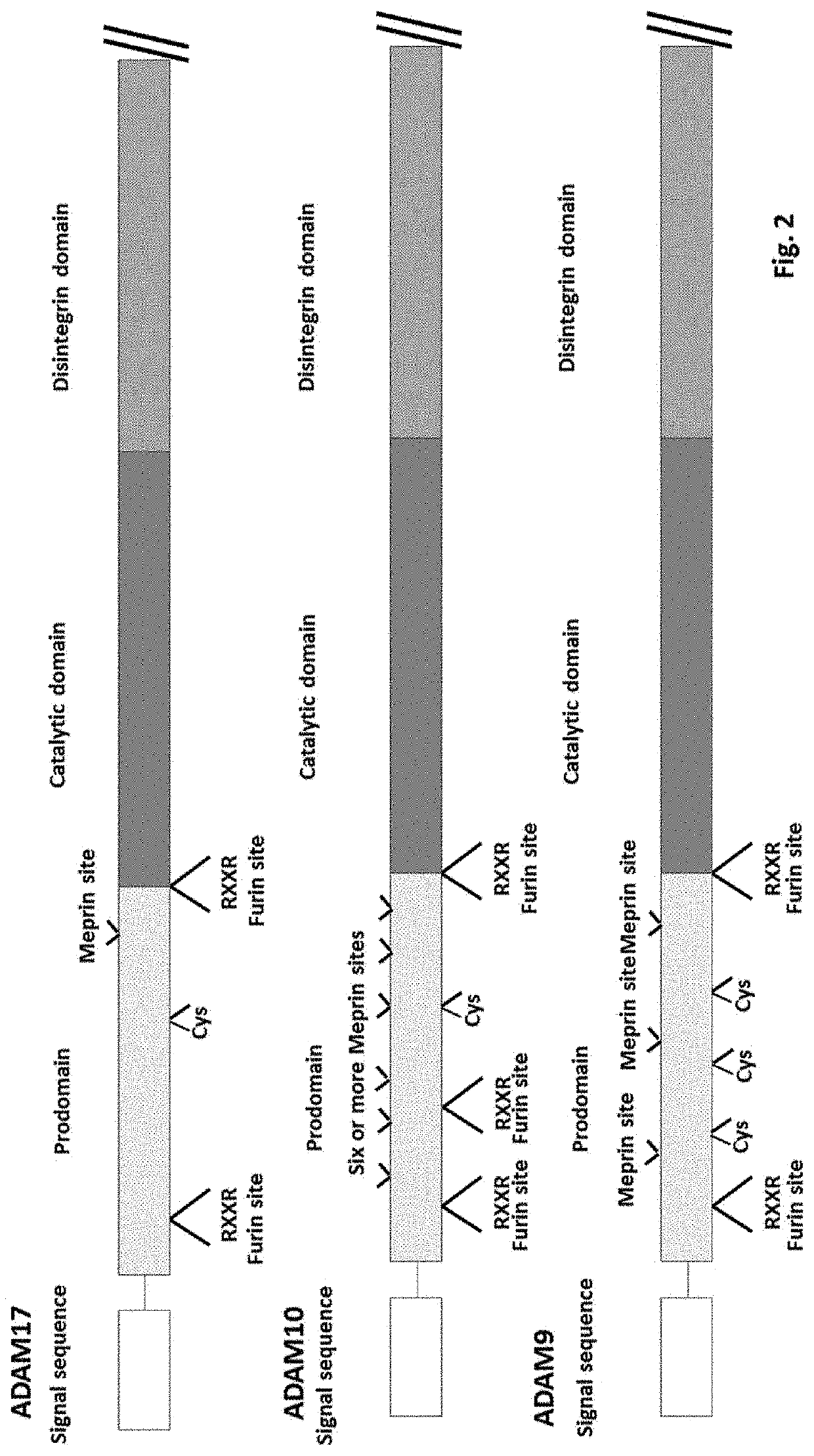 Methods and compositions for inhibiting adam8 biological activities