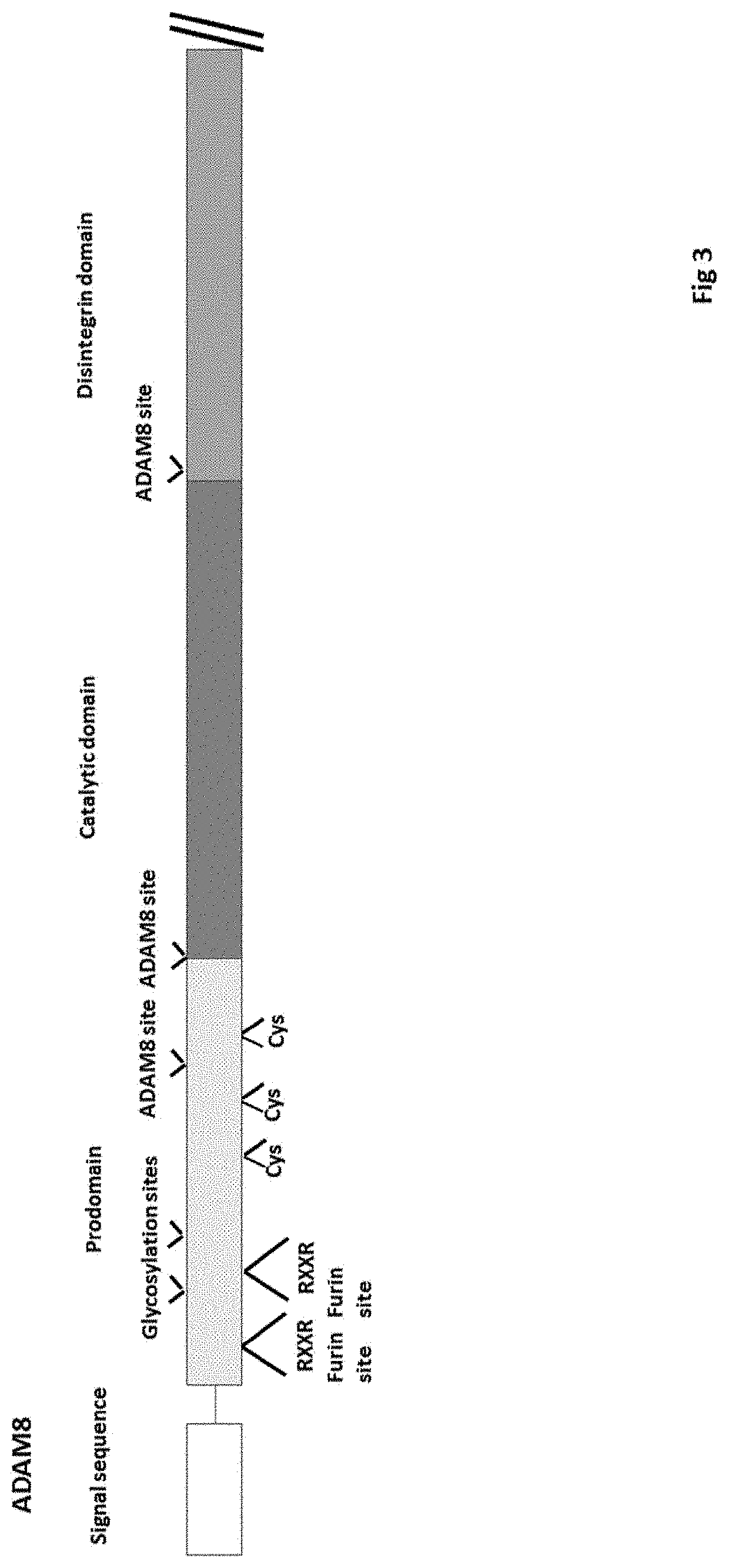 Methods and compositions for inhibiting adam8 biological activities