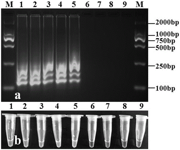 Phytophthora colocasiae LAMP (loop-mediated isothermal amplification) detection primer and detection method