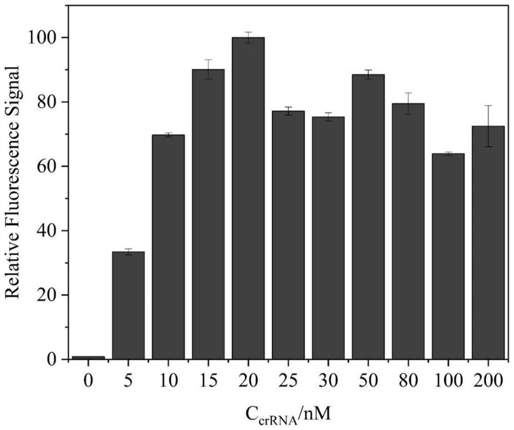 Tobramycin detection system and method based on CRISPR-Cas12a