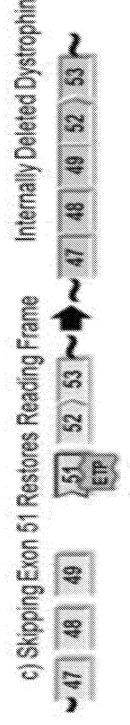 Exon skipping oligomer conjugates for muscular dystrophy