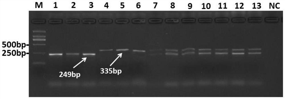 Molecular marker, kit and method for distinguishing Heilongjiang megalobrama terminalis and megalobrama amblycephala and hybrid of Heilongjiang megalobrama terminalis and megalobrama amblycephala