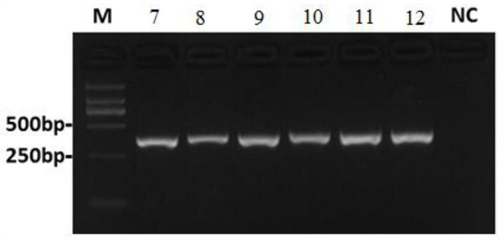 Molecular marker, kit and method for distinguishing Heilongjiang megalobrama terminalis and megalobrama amblycephala and hybrid of Heilongjiang megalobrama terminalis and megalobrama amblycephala