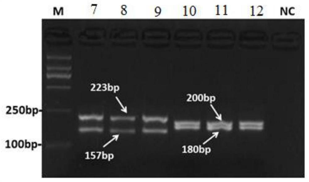 Molecular marker, kit and method for distinguishing Heilongjiang megalobrama terminalis and megalobrama amblycephala and hybrid of Heilongjiang megalobrama terminalis and megalobrama amblycephala