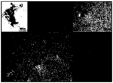 Isoptericola and method for using isoptericola for synthesizing nano silver