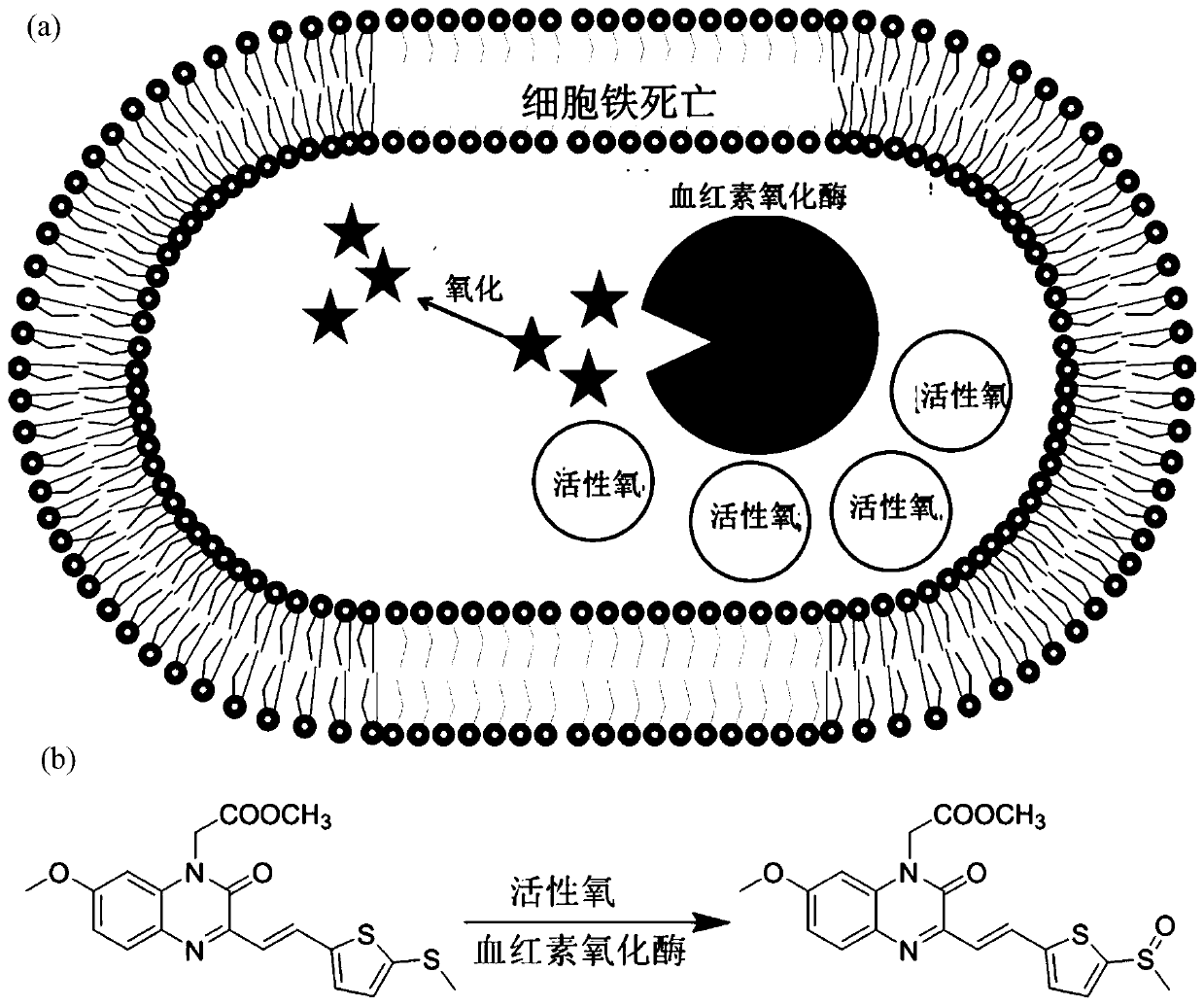 Fluorescent probes based on quinoxalinone aryl sulfides and their preparation methods and applications