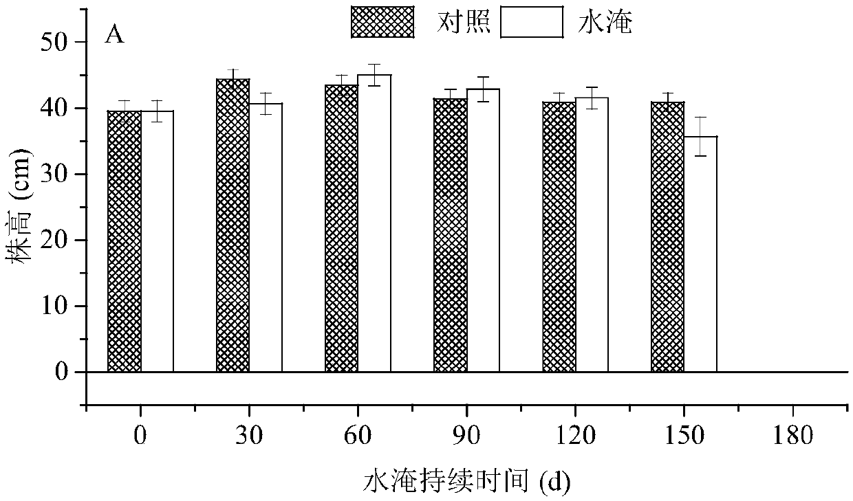 A method for repairing the water-fluctuation zone of a reservoir by using sage grass