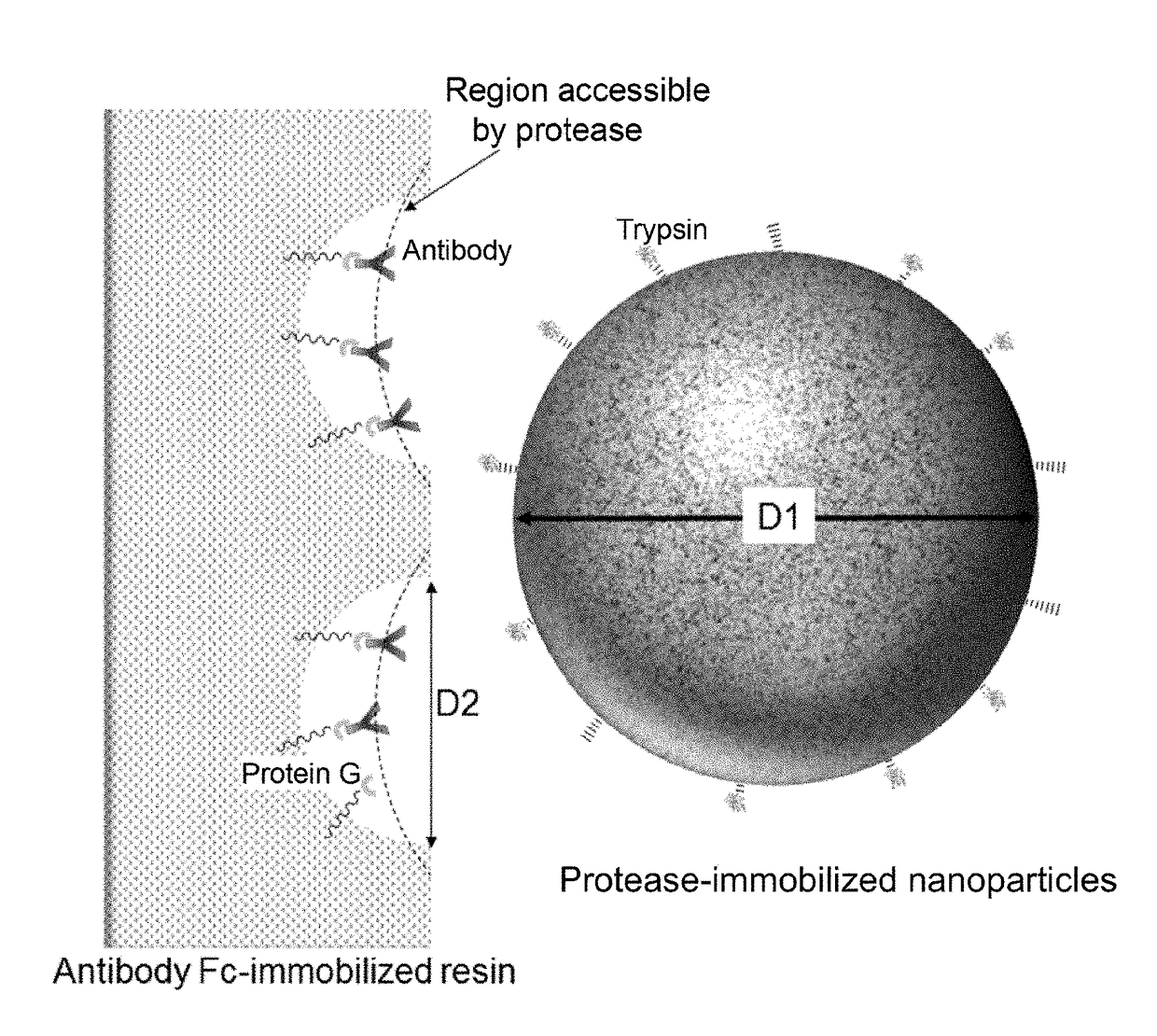 Kit for preparing sample for detecting monoclonal antibody