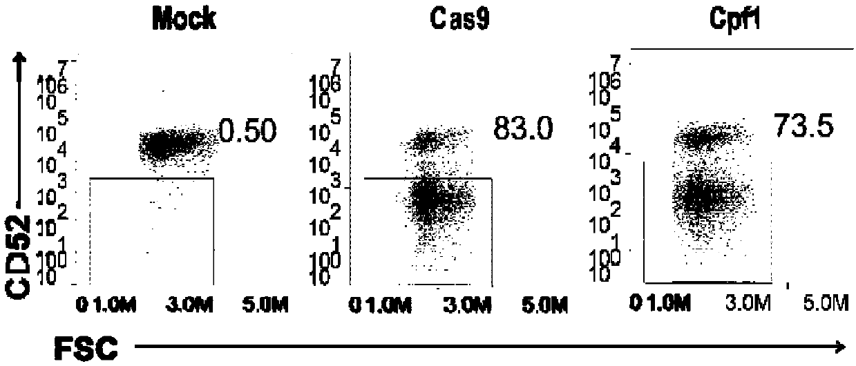 Universal cart/tcrt cell with antibody drug resistance and construction method thereof