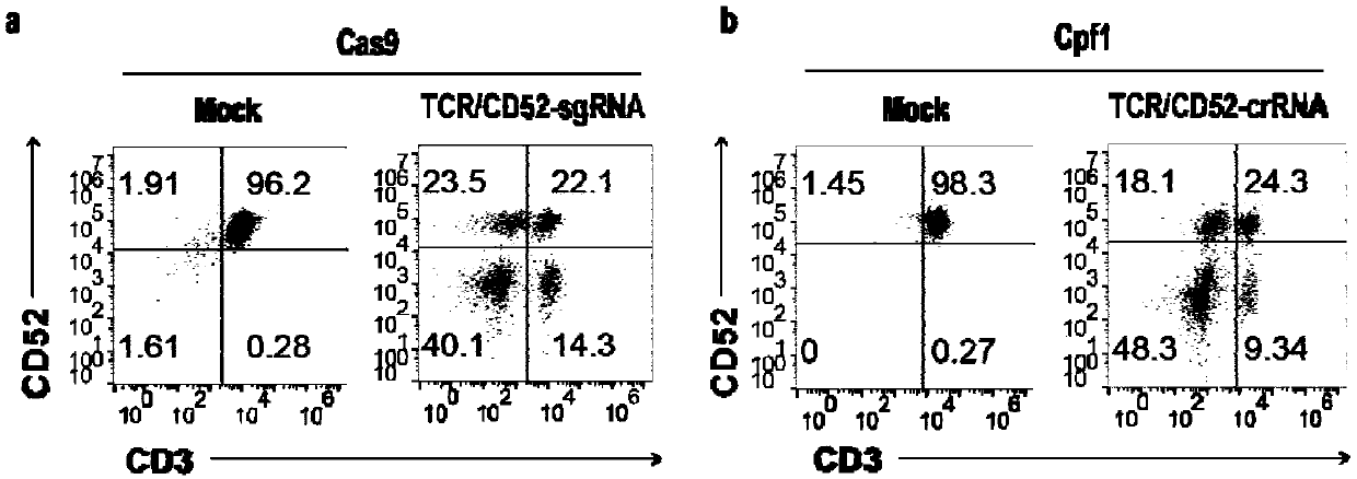 Universal cart/tcrt cell with antibody drug resistance and construction method thereof