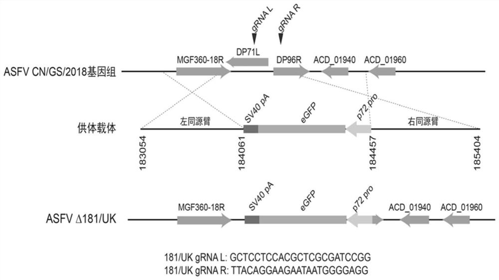 Construction of African swine fever gene-deleted attenuated strain and application of African swine fever gene-deleted attenuated strain as vaccine