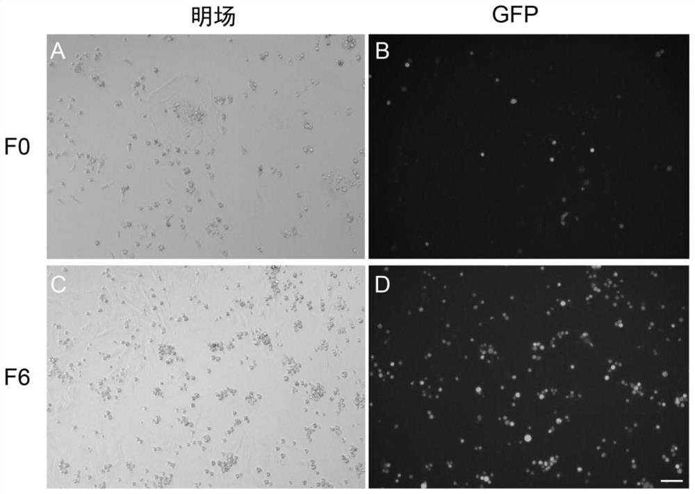 Construction of African swine fever gene-deleted attenuated strain and application of African swine fever gene-deleted attenuated strain as vaccine