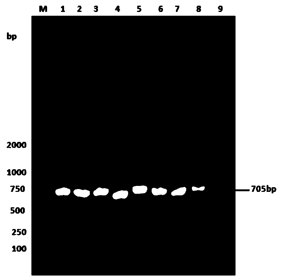 A kind of non-resistance screening kiss1 eukaryotic expression plasmid and its application