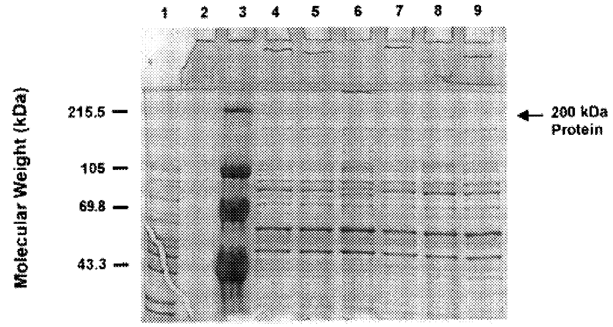 High molecular weight major outer membrane protein of moraxella