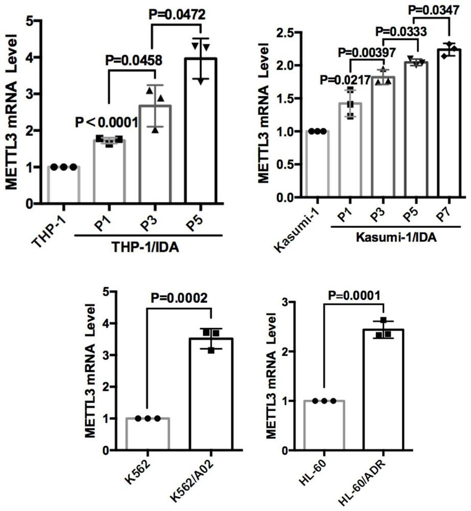 Application of METTL3 in AML chemotherapy drug resistance