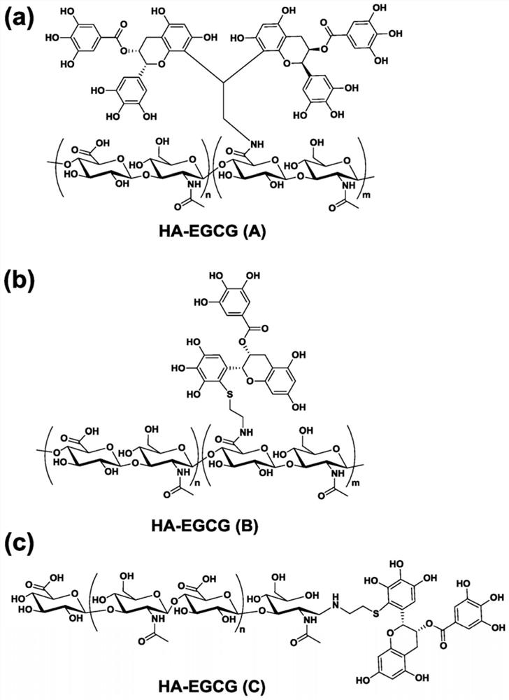 Conjugates and nanoparticles of hyaluronic acid and epigallocatechin-3-O-gallate and uses thereof