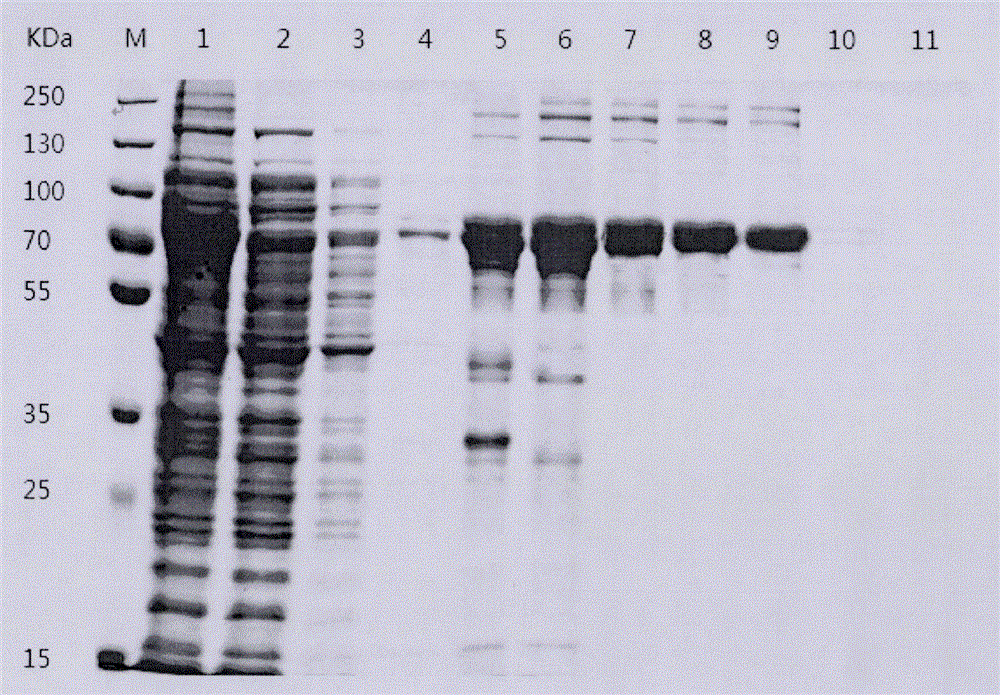 Preparation method and application of tilapia mossambica-derived streptococcus agalactiae recombinant CBP protein vaccine