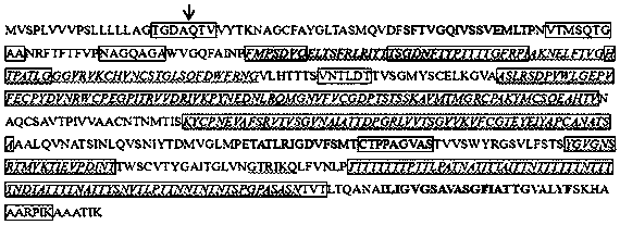 pORF65 recombinant protein and preparation method and application thereof