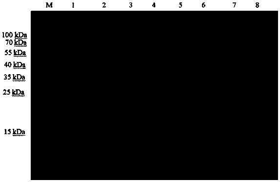 pORF65 recombinant protein and preparation method and application thereof