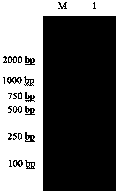 pORF65 recombinant protein and preparation method and application thereof