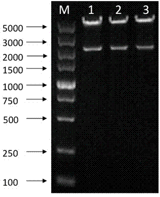 Construction and expression of D-LDH-FDH fusion gene capable of improving D-phenyllactic acid yield