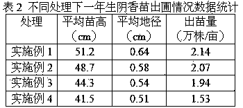 Cinnamomum burmanni fast-growing optimal cultivation method