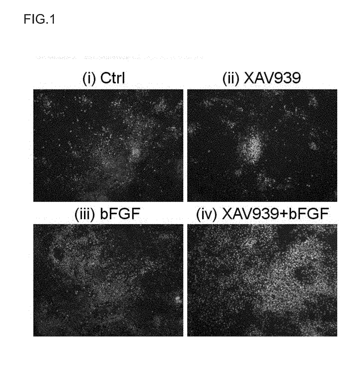 Method for Proliferation of Pancreatic Progenitor Cells