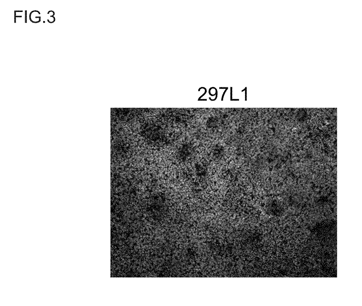 Method for Proliferation of Pancreatic Progenitor Cells