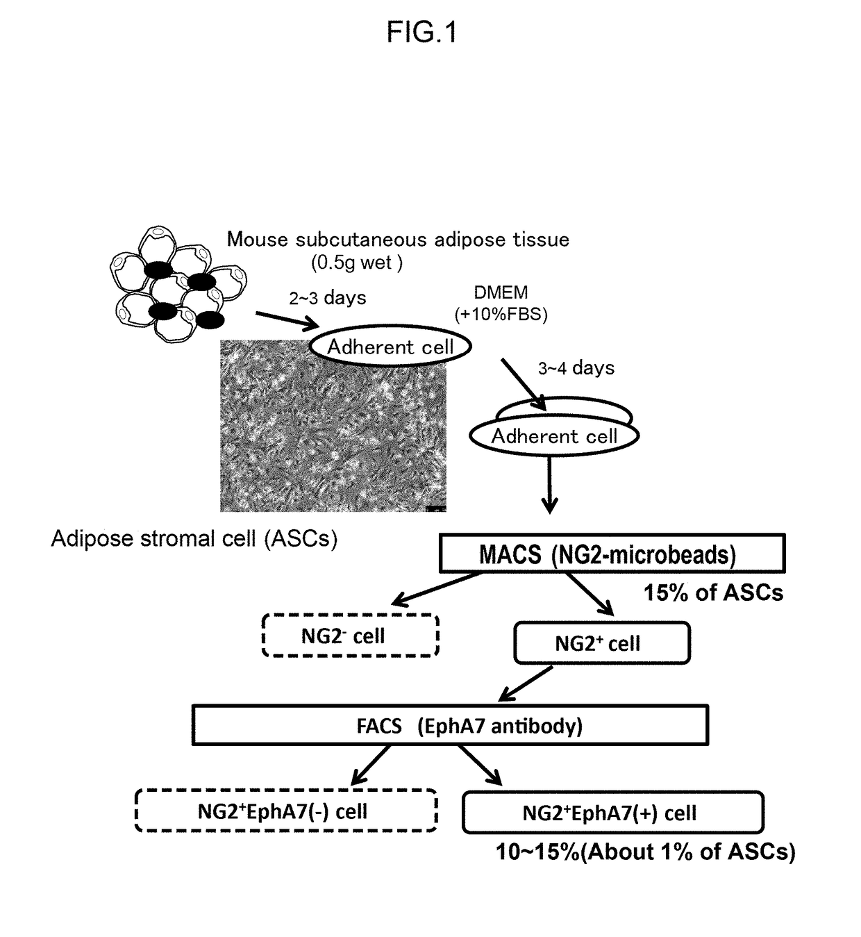 Capillary vessel-derived stem cells, use of the same, and, method for producing the same