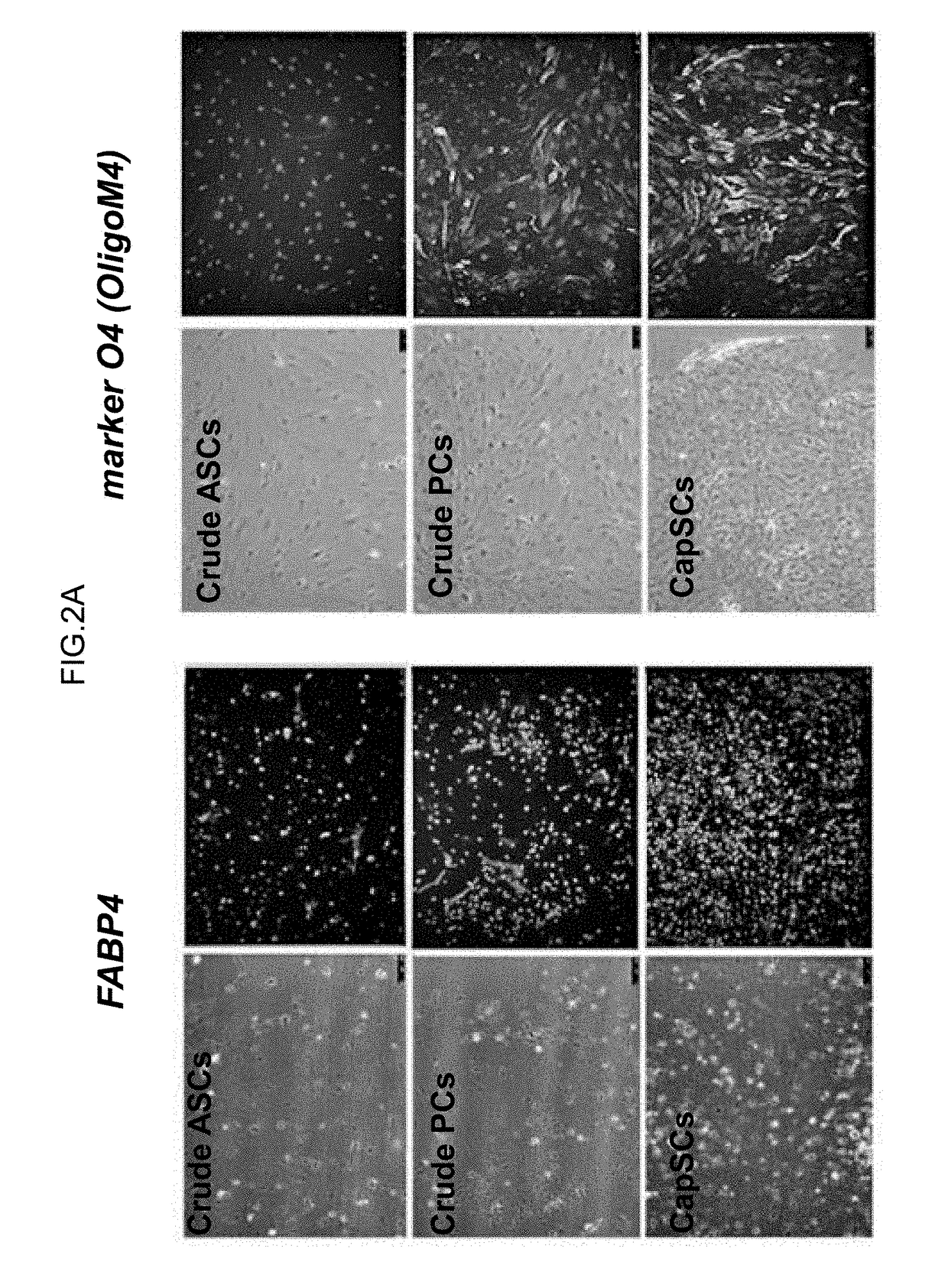 Capillary vessel-derived stem cells, use of the same, and, method for producing the same