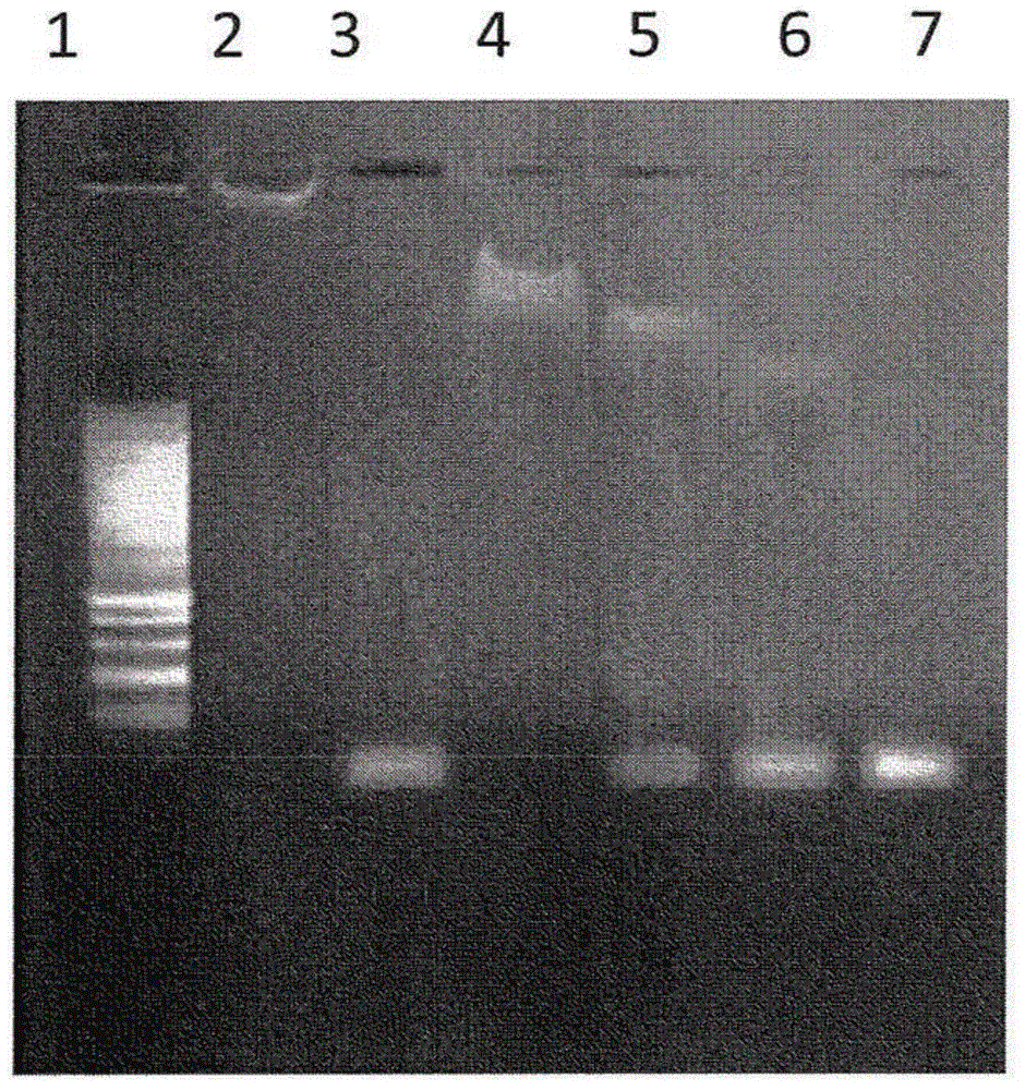 Modified coiled coil type proteins having improved properties