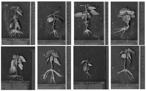 Gene PeFBL3 for regulating and controlling development of adventitious roots of poplars and application of gene PeFBL3