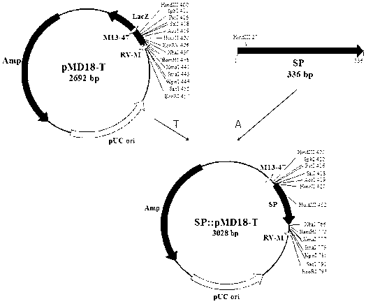 RNAi (Ribonucleic acid interference) carrier of three genes of collard DWARF, SP and GA20ox, and building method and application thereof