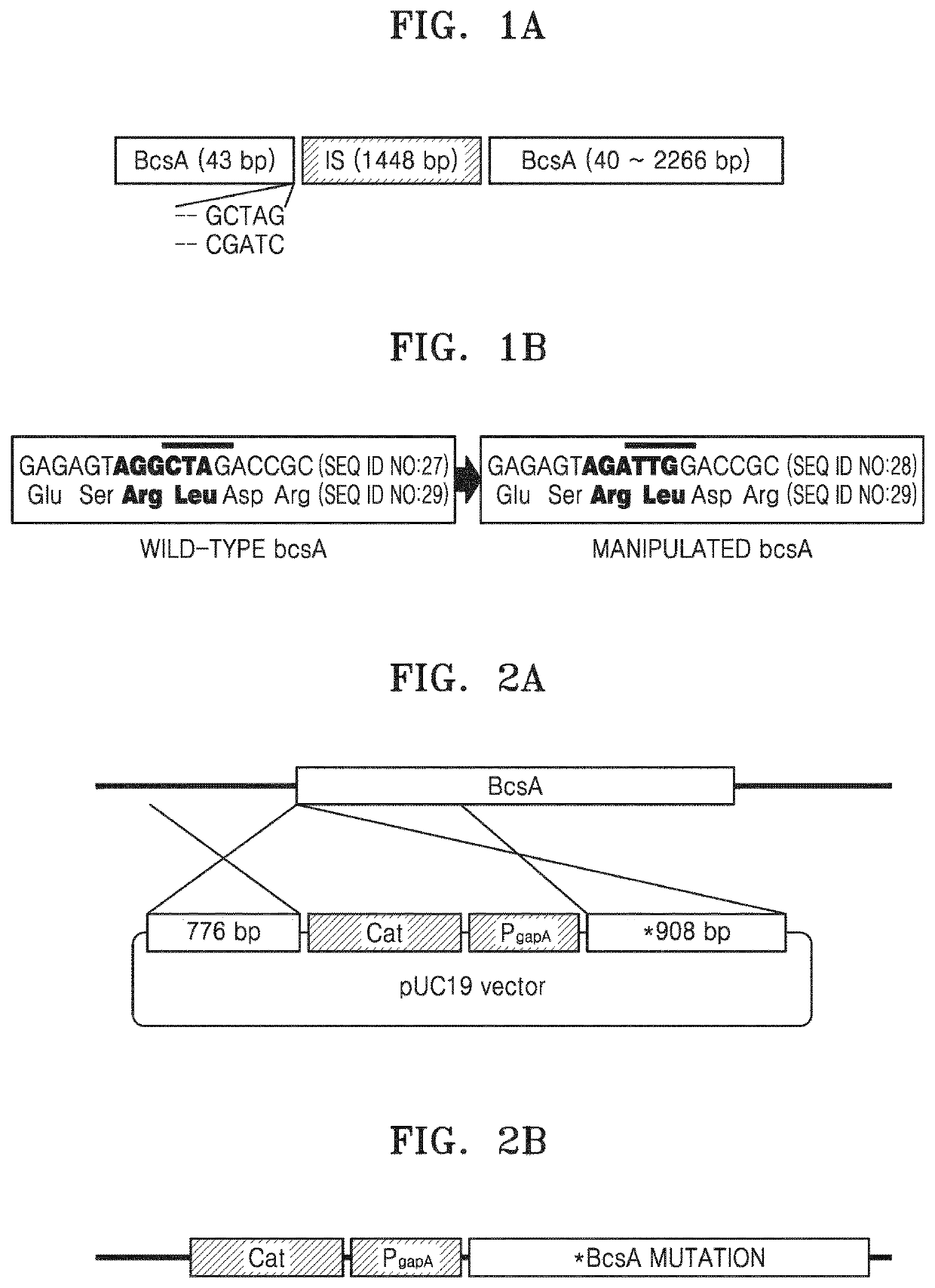 Microorganism having enhanced cellulose synthase gene stability and method of producing cellulose by using the same