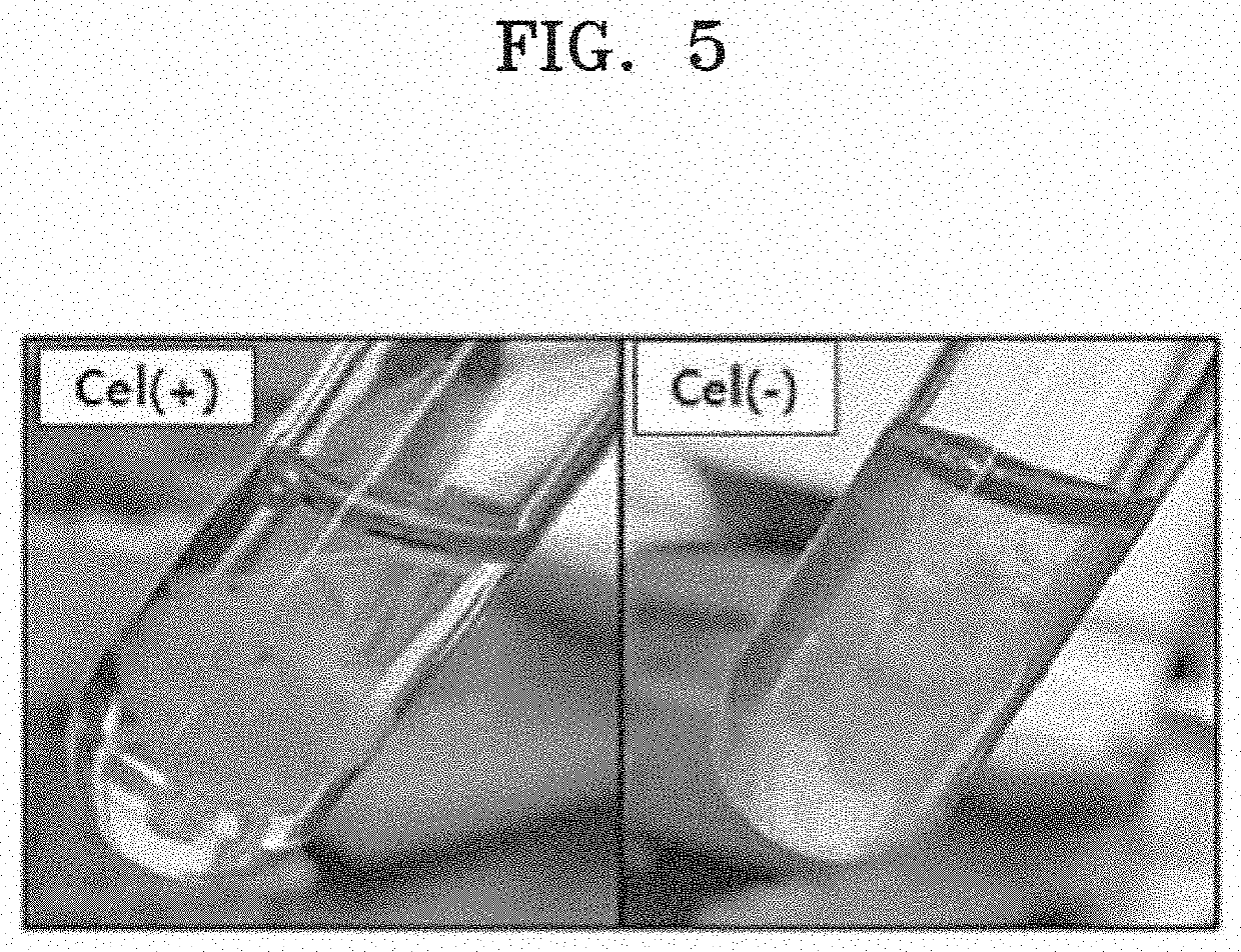 Microorganism having enhanced cellulose synthase gene stability and method of producing cellulose by using the same