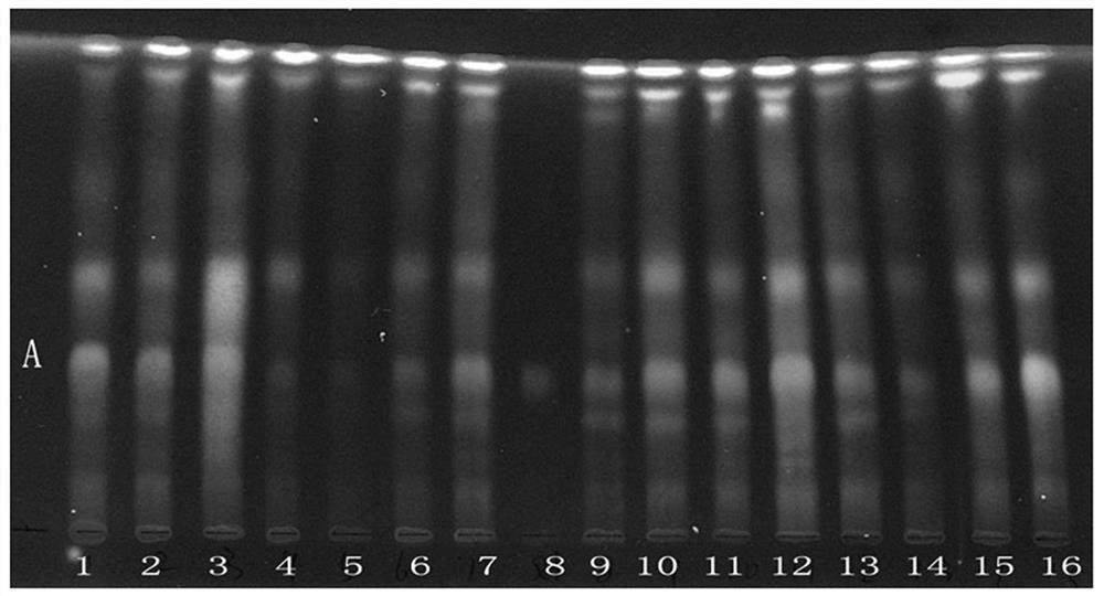 Thin-layer chromatography identification method for rhus chinensis