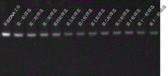 Single chain DNA oligonucleotide aptamer capable of specifically recognizing aflatoxin B1