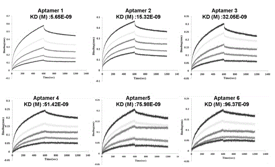 Single chain DNA oligonucleotide aptamer capable of specifically recognizing aflatoxin B1