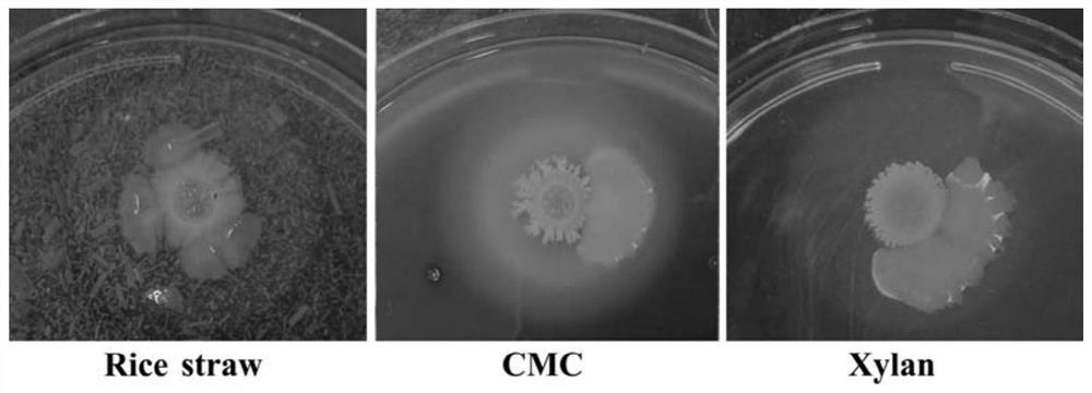 A flocculant-producing strain and its application in shrimp biofloc culture and dye decolorization