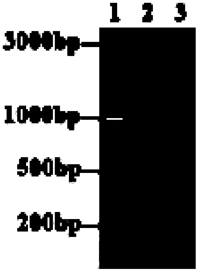 Method for fast identifying Qingxi black strain and Japanese strain in pelodiscus sinensis