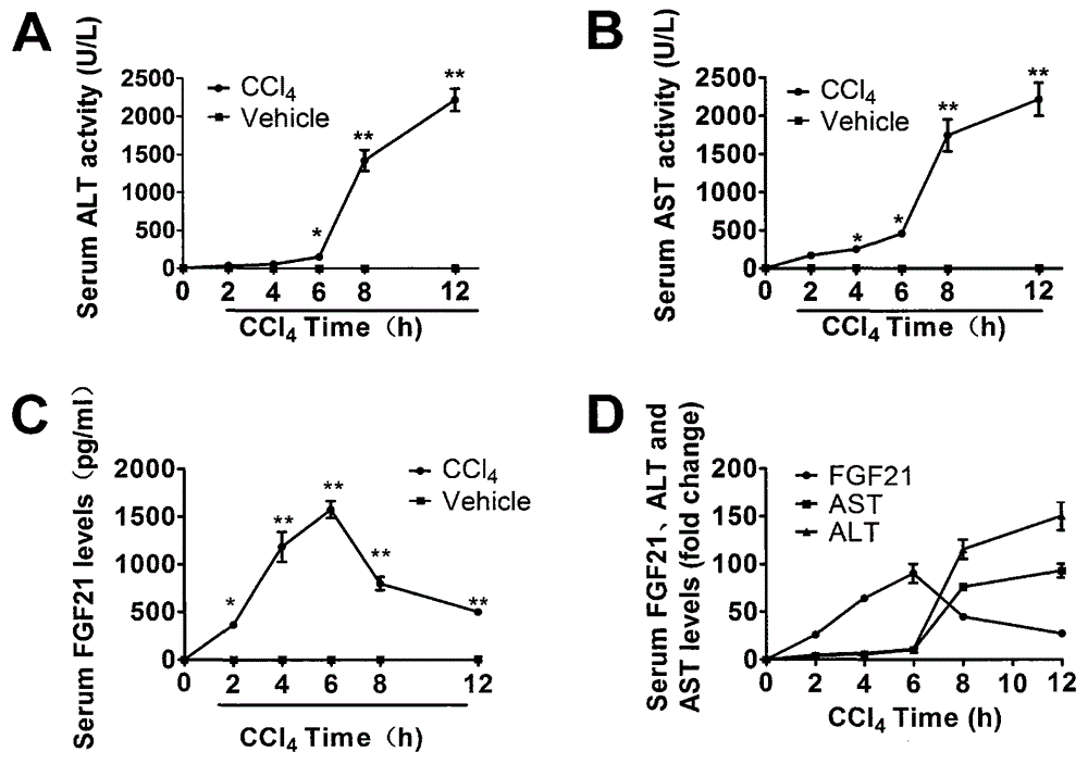 Application of fibroblast growth factor 21 to acute liver failure and alcoholic fatty livers