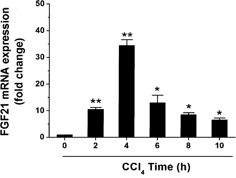 Application of fibroblast growth factor 21 to acute liver failure and alcoholic fatty livers