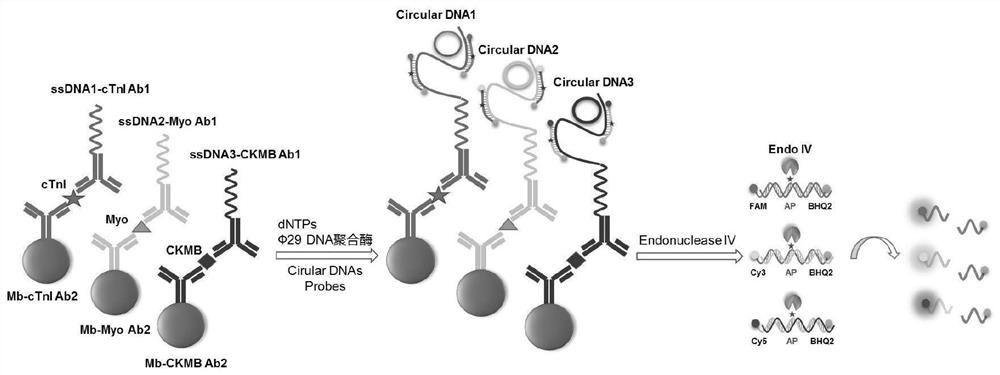 Kit for simultaneously detecting multiple biomarkers based on nucleic acid rolling circle amplification reaction