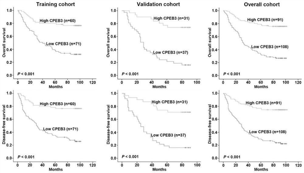 Application of AAV9-CPEB3 in preparation of medicine for treating gastric cancer