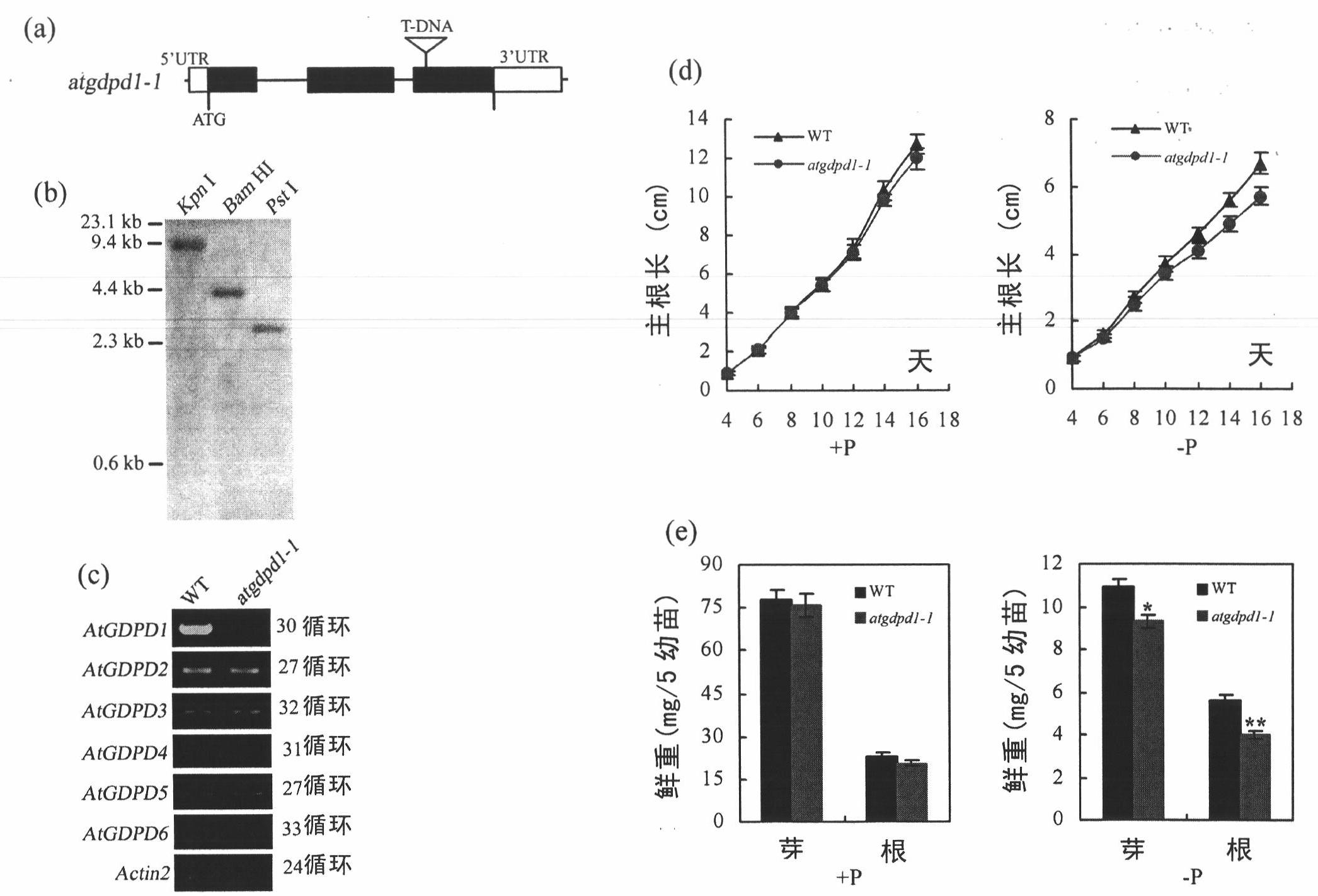 Low-phosphorus resistant gene and application thereof