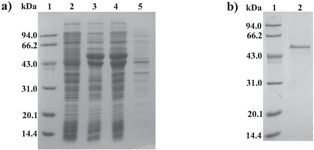 Subunit vaccine against Mycobacterium tuberculosis based on modification by arabinogalactan-polyinosinic acid polycytidylic acid and preparation method thereof