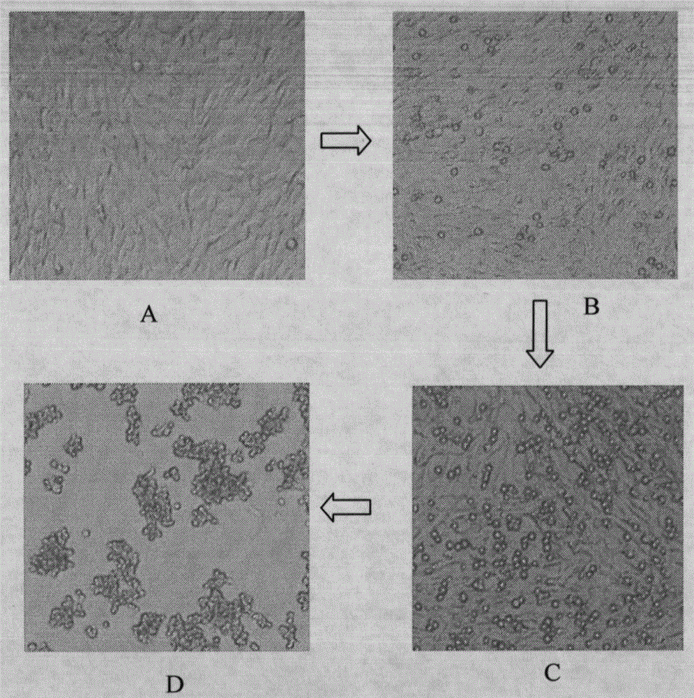 a cell growth regulator