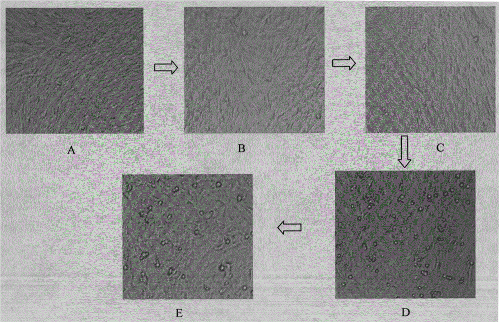 a cell growth regulator