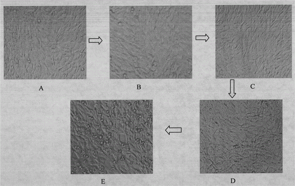 a cell growth regulator